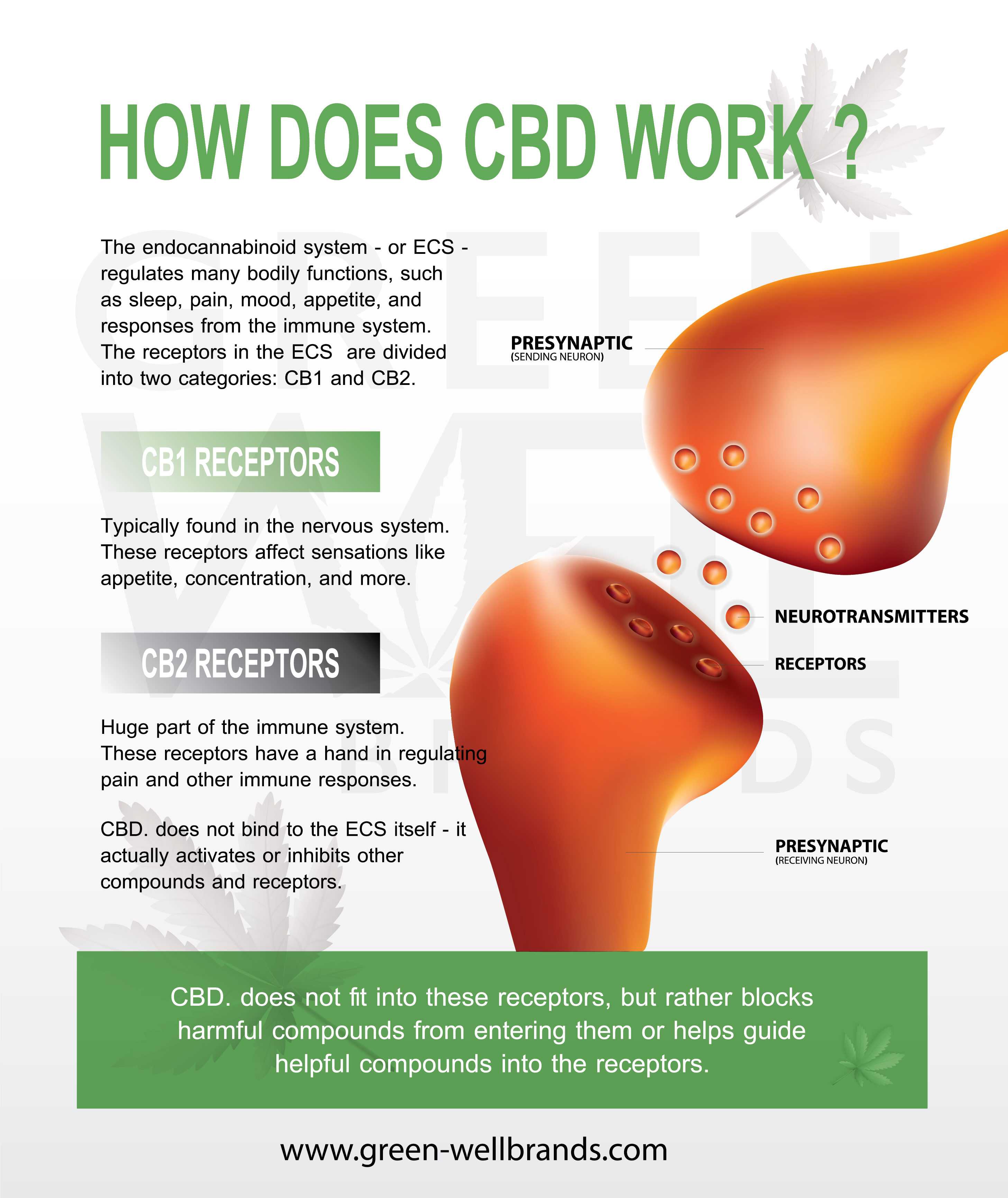 CBD: The Basics On How CBD Works In The Body [Infographic]